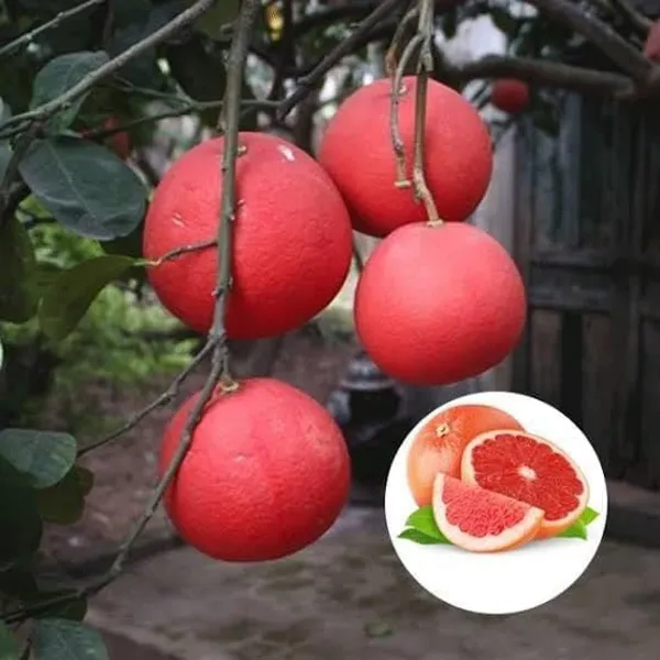 Red_Pomelo_Lemon__Fruit_Plant_Large_Citrus_Variety_|_Height_1.5–2_Feet_|_Without_Pot_|_Ideal_for_Home_Garden_Balcony_Terrace_Outdoor_Growing_with_Healthy_Roots