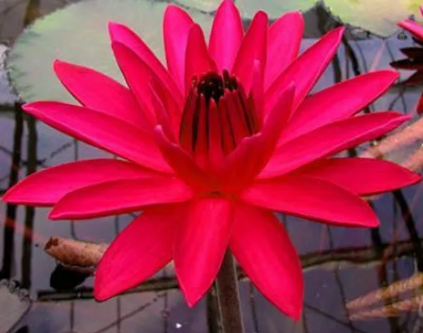 Red_Waterlily_Bulb_β_Aquatic_Pond_Plant,_Bright_Red_Flowers,_Great_for_Home_Garden_and_Outdoor_Ponds_-_(2_Bulb_Per_Pack)