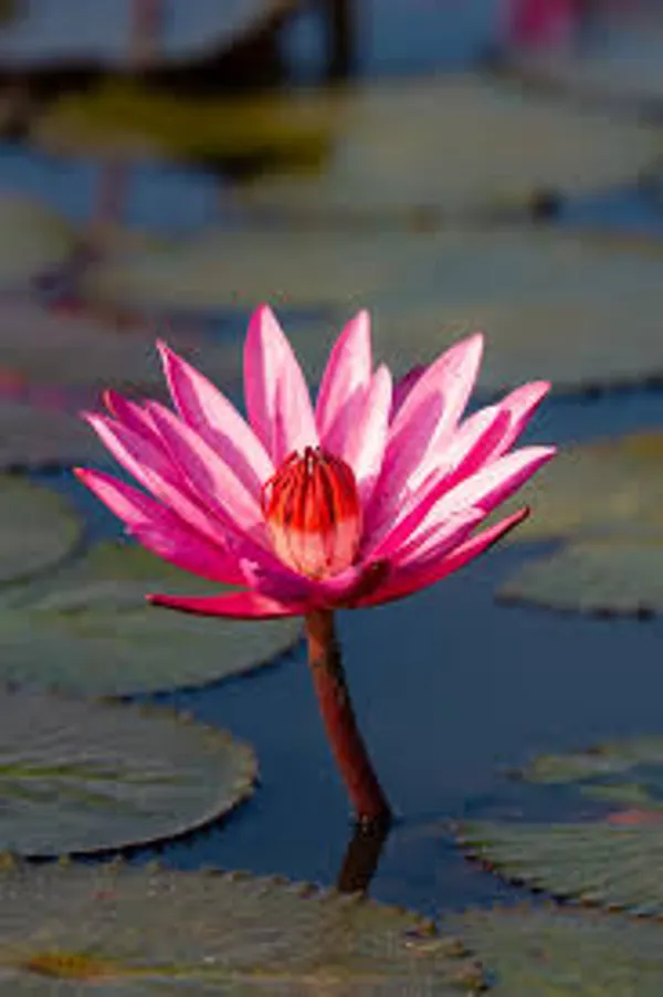 Red_Waterlily_Bulb_β_Aquatic_Pond_Plant,_Bright_Red_Flowers,_Great_for_Home_Garden_and_Outdoor_Ponds_-_(2_Bulb_Per_Pack)