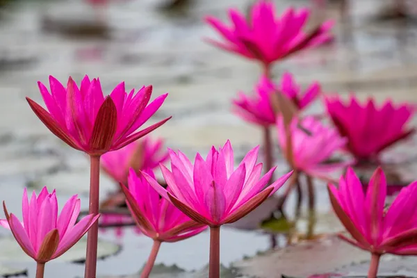 Red_Waterlily_Bulb_β_Aquatic_Pond_Plant,_Bright_Red_Flowers,_Great_for_Home_Garden_and_Outdoor_Ponds_-_(2_Bulb_Per_Pack)
