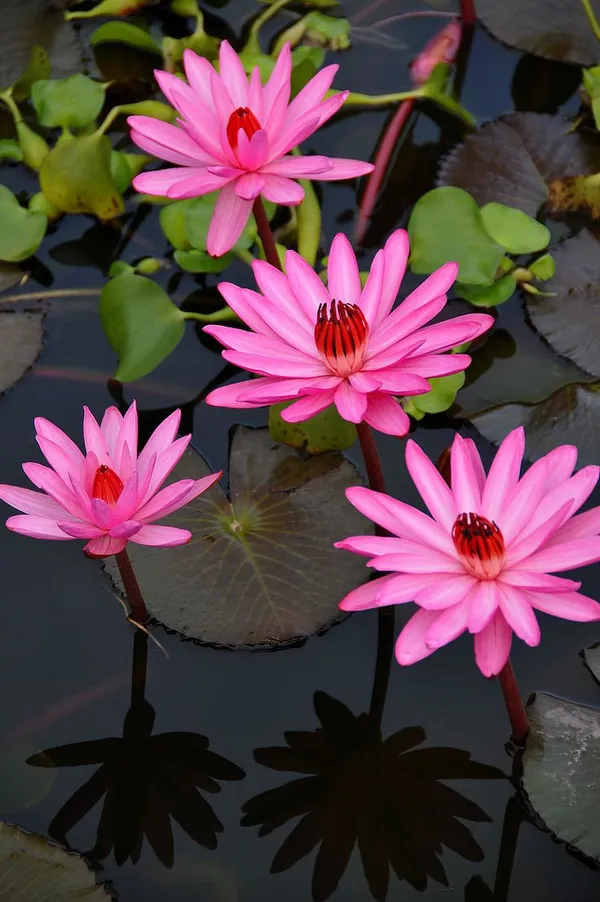 Red_Waterlily_Bulb_β_Aquatic_Pond_Plant,_Bright_Red_Flowers,_Great_for_Home_Garden_and_Outdoor_Ponds_-_(2_Bulb_Per_Pack)
