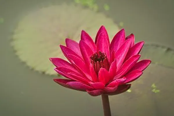Red_Waterlily_Bulb_β_Aquatic_Pond_Plant,_Bright_Red_Flowers,_Great_for_Home_Garden_and_Outdoor_Ponds_-_(2_Bulb_Per_Pack)
