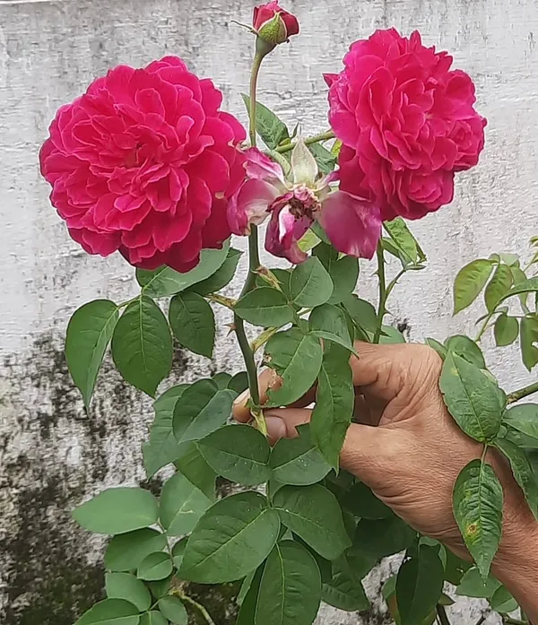 Rose_Plant_Combo_(Pack_of_2)_–_Red_&_Pink_/_Mixed_Colour_Roses_|_Outdoor_Flowering_Plants_for_Home_Garden_&_Balcony_Decor