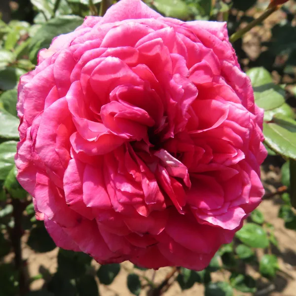 Rose_Plant_Combo_(Pack_of_2)_–_Red_&_Pink_/_Mixed_Colour_Roses_|_Outdoor_Flowering_Plants_for_Home_Garden_&_Balcony_Decor