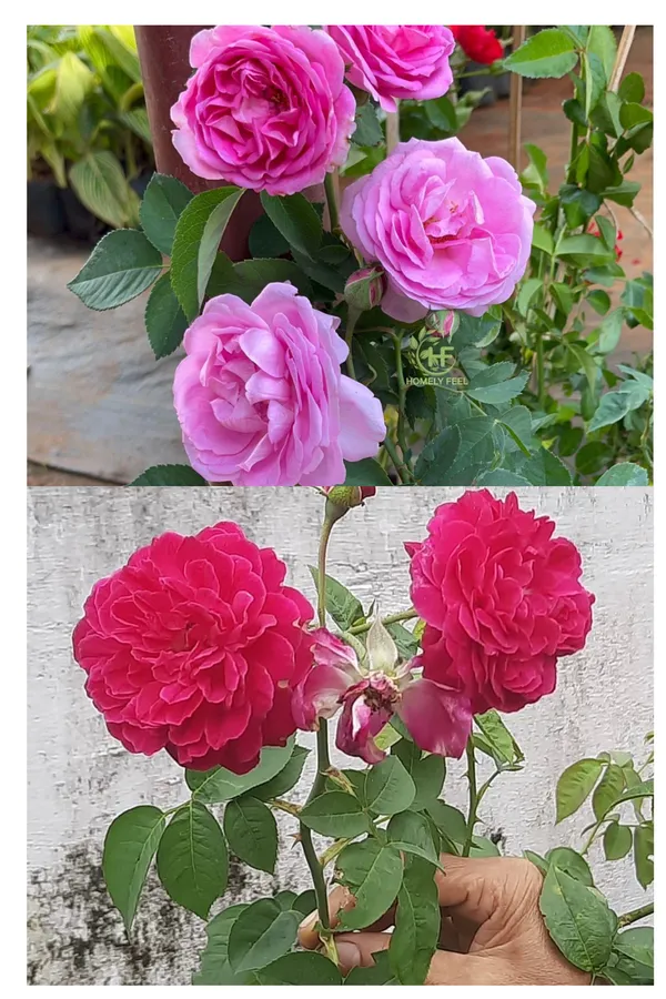 Rose_Plant_Combo_(Pack_of_2)_–_Red_&_Pink_/_Mixed_Colour_Roses_|_Outdoor_Flowering_Plants_for_Home_Garden_&_Balcony_Decor