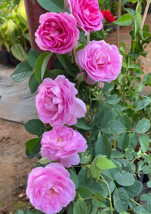Rose_Plant_Combo_(Pack_of_2)_–_Red_&_Pink_/_Mixed_Colour_Roses_|_Outdoor_Flowering_Plants_for_Home_Garden_&_Balcony_Decor
