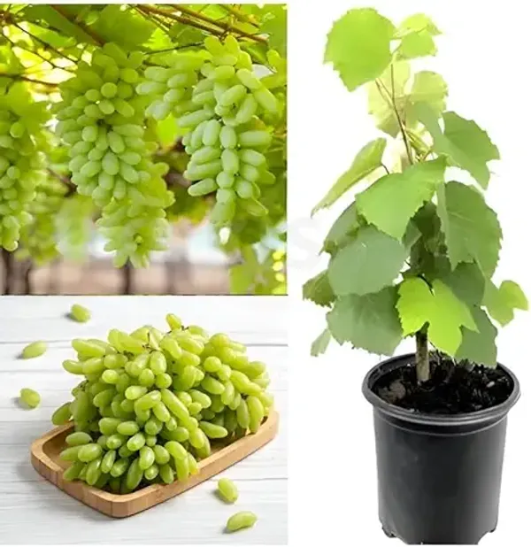 Organic_Seedless_Sweet_Green_Grapes_Cabernet_Sauvignon_Fruit_Air_Layered_Plant_Angoor_Plant_Special_Long_Variety_Produce_Fruit_In_1_Year