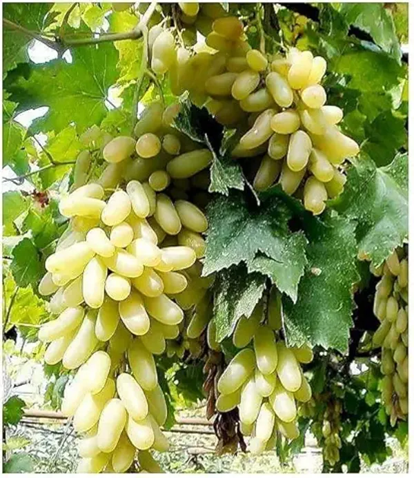 Organic_Seedless_Sweet_Green_Grapes_Cabernet_Sauvignon_Fruit_Air_Layered_Plant_Angoor_Plant_Special_Long_Variety_Produce_Fruit_In_1_Year