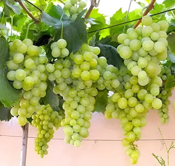 Organic_Seedless_Sweet_Green_Grapes_Cabernet_Sauvignon_Fruit_Air_Layered_Plant_Angoor_Plant_Special_Long_Variety_Produce_Fruit_In_1_Year