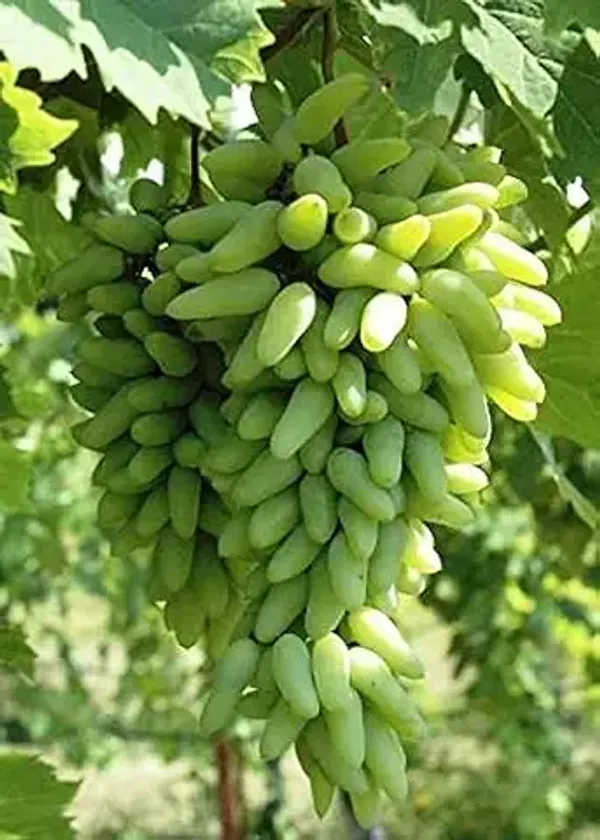 Organic_Seedless_Sweet_Green_Grapes_Cabernet_Sauvignon_Fruit_Air_Layered_Plant_Angoor_Plant_Special_Long_Variety_Produce_Fruit_In_1_Year