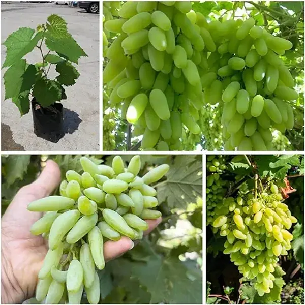 Organic_Seedless_Sweet_Green_Grapes_Cabernet_Sauvignon_Fruit_Air_Layered_Plant_Angoor_Plant_Special_Long_Variety_Produce_Fruit_In_1_Year
