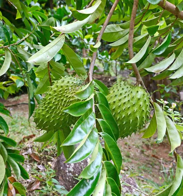 Sourpo_Laxman_Fal_|_Cancer_Furi_Plant_|_Colossal,_healthy_plant_easy_care_fast_growing_plants_hight_2/3_feet_fruit_after_1/2_years