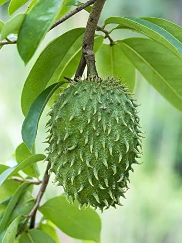 Sourpo_Laxman_Fal_|_Cancer_Furi_Plant_|_Colossal,_healthy_plant_easy_care_fast_growing_plants_hight_2/3_feet_fruit_after_1/2_years