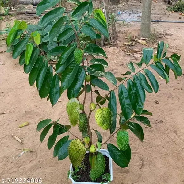 Sourpo_Laxman_Fal_|_Cancer_Furi_Plant_|_Colossal,_healthy_plant_easy_care_fast_growing_plants_hight_2/3_feet_fruit_after_1/2_years