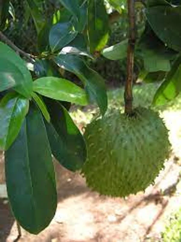 Sourpo_Laxman_Fal_|_Cancer_Furi_Plant_|_Colossal,_healthy_plant_easy_care_fast_growing_plants_hight_2/3_feet_fruit_after_1/2_years