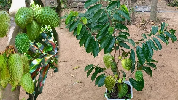 Sourpo_Laxman_Fal_|_Cancer_Furi_Plant_|_Colossal,_healthy_plant_easy_care_fast_growing_plants_hight_2/3_feet_fruit_after_1/2_years