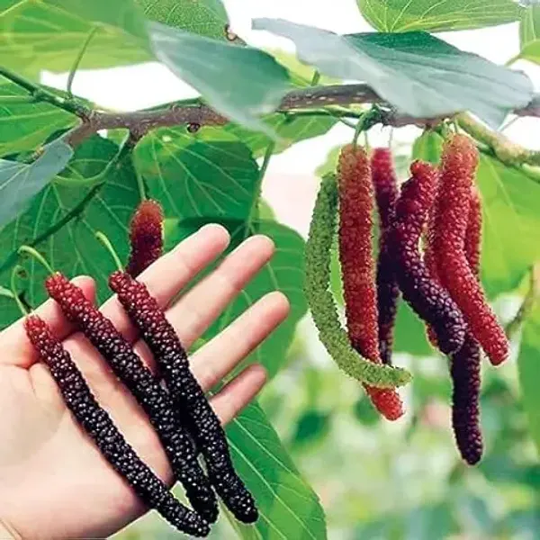 Organic_Special_Sweet_And_Healthy_All_Time_Long_Finger_Taiwan_Mulberry_Shahtoot_Fruit_Cutting_Grafted_Plant_''Fruit_After_4_To_6_Month''