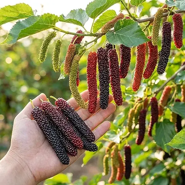 Organic_Special_Sweet_And_Healthy_All_Time_Long_Finger_Taiwan_Mulberry_Shahtoot_Fruit_Cutting_Grafted_Plant_''Fruit_After_4_To_6_Month''
