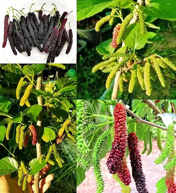 Organic_Special_Sweet_And_Healthy_All_Time_Long_Finger_Taiwan_Mulberry_Shahtoot_Fruit_Cutting_Grafted_Plant_''Fruit_After_4_To_6_Month''