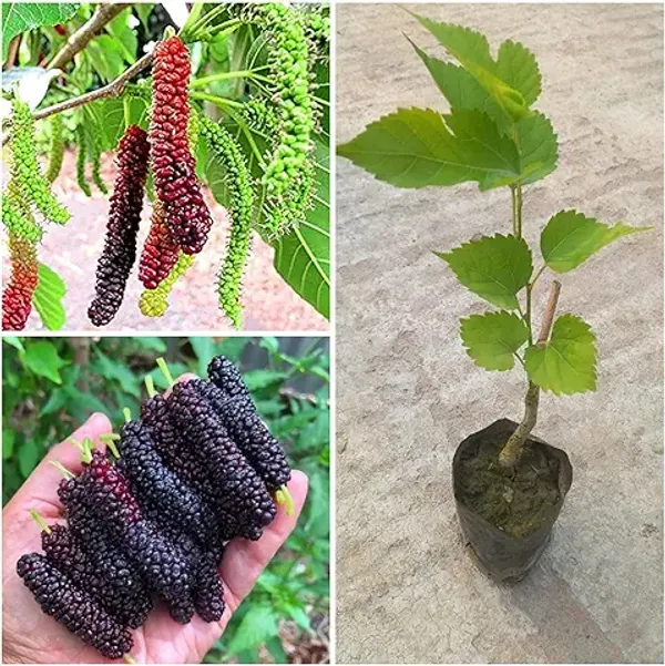 Organic_Special_Sweet_And_Healthy_All_Time_Long_Finger_Taiwan_Mulberry_Shahtoot_Fruit_Cutting_Grafted_Plant_''Fruit_After_4_To_6_Month''