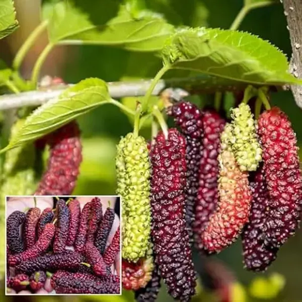Organic_Special_Sweet_And_Healthy_All_Time_Long_Finger_Taiwan_Mulberry_Shahtoot_Fruit_Cutting_Grafted_Plant_''Fruit_After_4_To_6_Month''