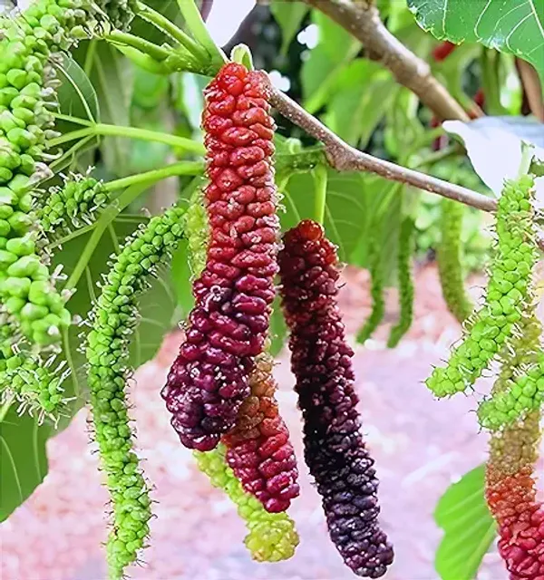 Organic_Special_Sweet_And_Healthy_All_Time_Long_Finger_Taiwan_Mulberry_Shahtoot_Fruit_Cutting_Grafted_Plant_''Fruit_After_4_To_6_Month''