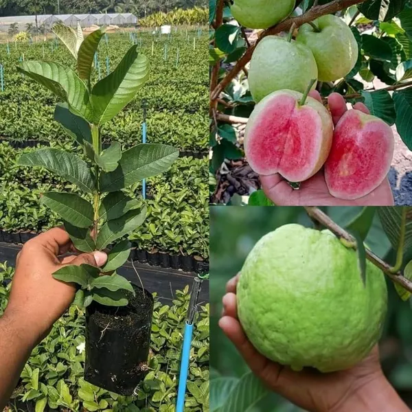 Taiwan_Pink_Guava,_Rare_Dwarf_Variety,_Grafted__Plant_Short_Time_Fruit,Pack_of_1