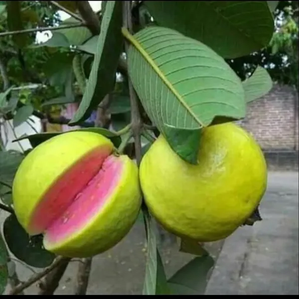 Taiwan_Pink_Guava,_Rare_Dwarf_Variety,_Grafted__Plant_Short_Time_Fruit,Pack_of_1