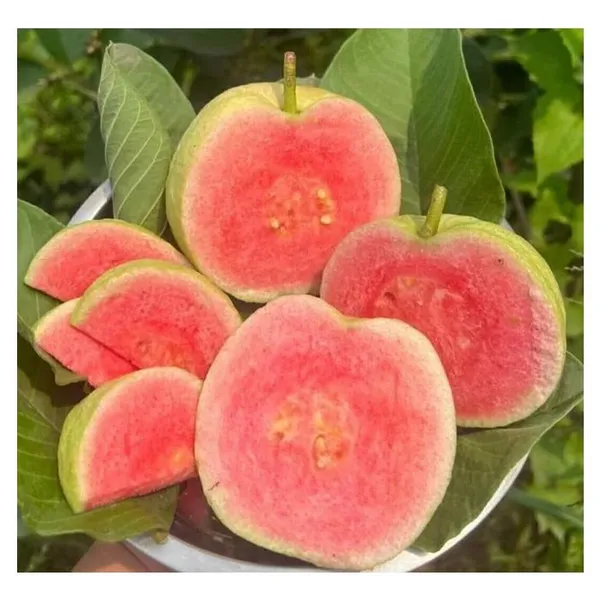 Taiwan_Pink_Guava,_Rare_Dwarf_Variety,_Grafted__Plant_Short_Time_Fruit,Pack_of_1