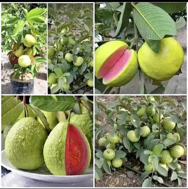 Taiwan_Pink_Guava,_Rare_Dwarf_Variety,_Grafted__Plant_Short_Time_Fruit,Pack_of_1