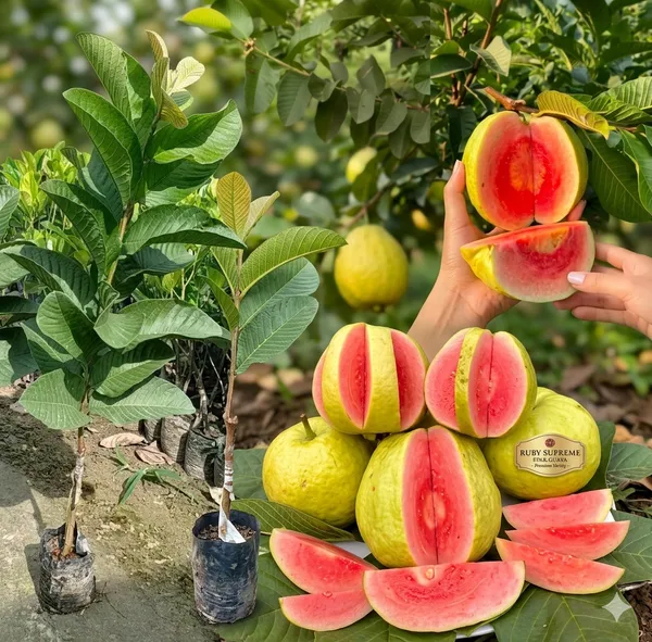 Taiwan_Pink_Guava,_Rare_Dwarf_Variety,_Grafted__Plant_Short_Time_Fruit,Pack_of_1