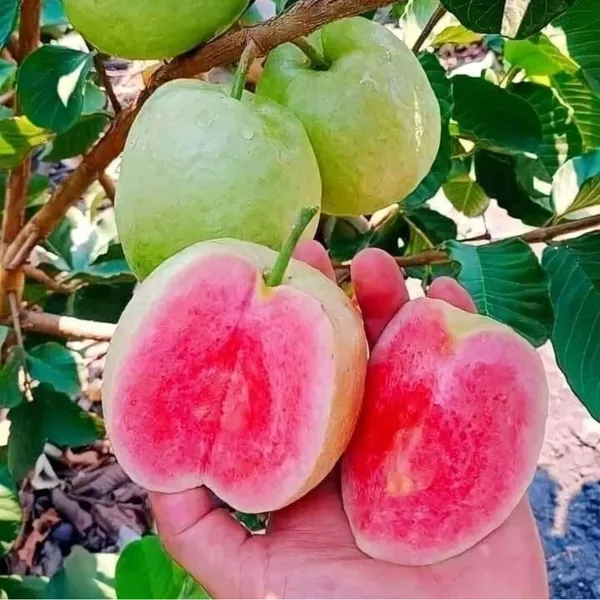 Taiwan_Pink_Guava,_Rare_Dwarf_Variety,_Grafted__Plant_Short_Time_Fruit,Pack_of_1