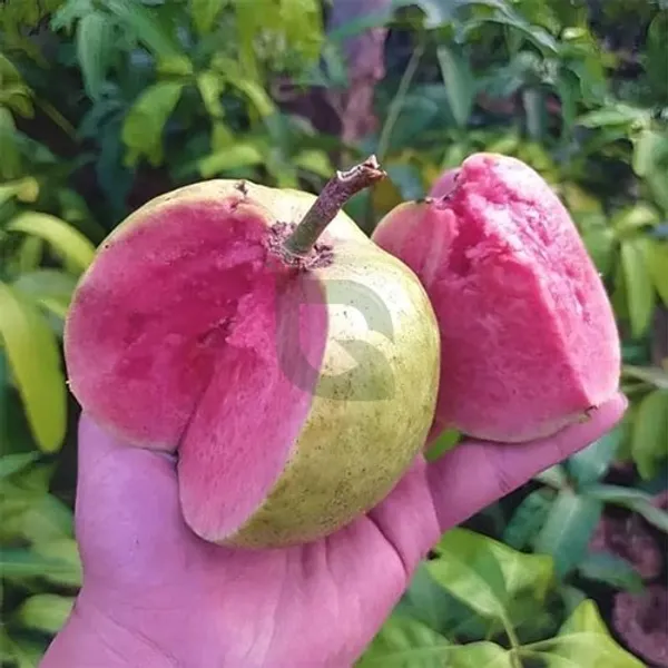 Taiwan_Pink_Guava,_Rare_Dwarf_Variety,_Grafted__Plant_Short_Time_Fruit,Pack_of_1