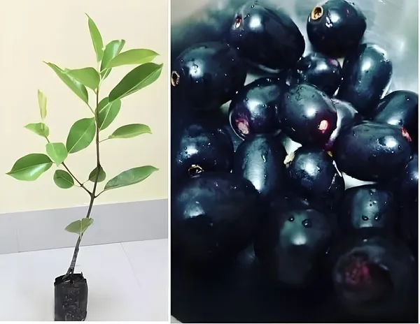 Thai_KG_10_Black_Jamun_Jambolan_Jam_Grafted_Fruit__Plant_(1.5-3_Feet_Height)