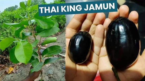 Thai_KG_10_Black_Jamun_Jambolan_Jam_Grafted_Fruit__Plant_(1.5-3_Feet_Height)