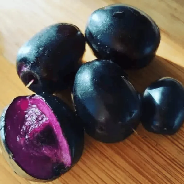 Thai_KG_10_Black_Jamun_Jambolan_Jam_Grafted_Fruit__Plant_(1.5-3_Feet_Height)