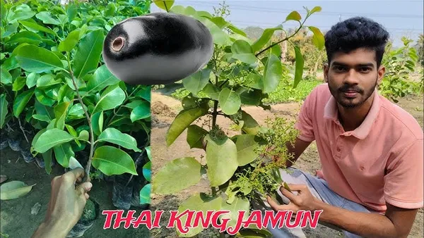 Thai_KG_10_Black_Jamun_Jambolan_Jam_Grafted_Fruit__Plant_(1.5-3_Feet_Height)