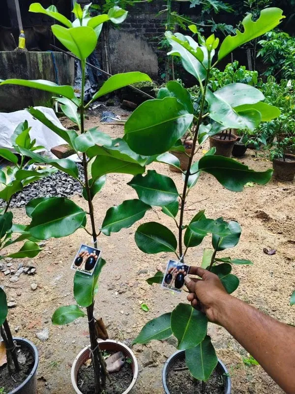 Thai_KG_10_Black_Jamun_Jambolan_Jam_Grafted_Fruit__Plant_(1.5-3_Feet_Height)