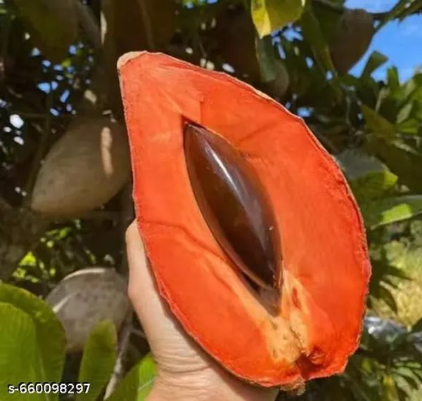 Thai_Mamey_Sapota_Chiku_(Sapodilla)_Grafted_Dwarf_Hybrid__Plant_–_2–3_ft_Tall,_All‑Season_Fruit_Tree_for_Balcony_&_Container_(Pack_of_1)