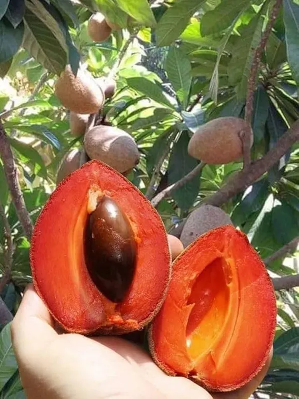 Thai_Mamey_Sapota_Chiku_(Sapodilla)_Grafted_Dwarf_Hybrid__Plant_–_2–3_ft_Tall,_All‑Season_Fruit_Tree_for_Balcony_&_Container_(Pack_of_1)