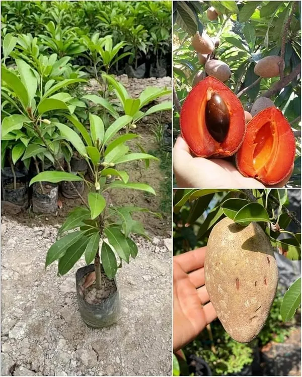 Thai_Mamey_Sapota_Chiku_(Sapodilla)_Grafted_Dwarf_Hybrid__Plant_–_2–3_ft_Tall,_All‑Season_Fruit_Tree_for_Balcony_&_Container_(Pack_of_1)