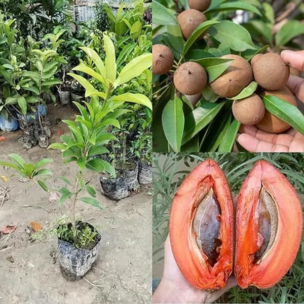 Thai_Mamey_Sapota_Chiku_(Sapodilla)_Grafted_Dwarf_Hybrid__Plant_–_2–3_ft_Tall,_All‑Season_Fruit_Tree_for_Balcony_&_Container_(Pack_of_1)