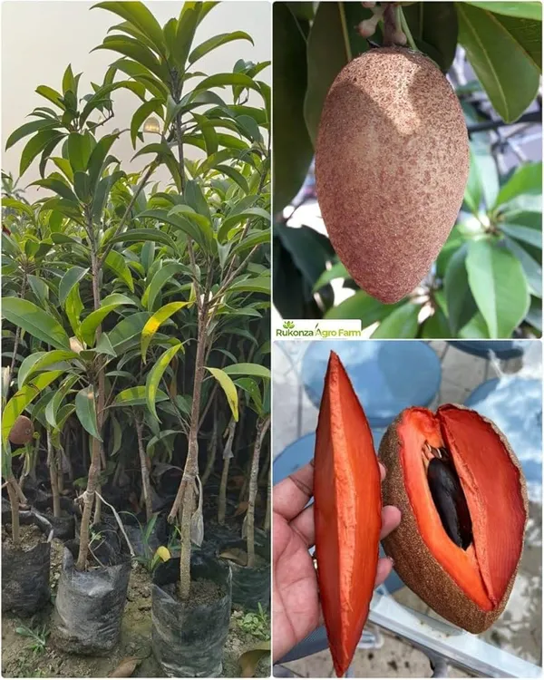 Thai_Mamey_Sapota_Chiku_(Sapodilla)_Grafted_Dwarf_Hybrid__Plant_–_2–3_ft_Tall,_All‑Season_Fruit_Tree_for_Balcony_&_Container_(Pack_of_1)