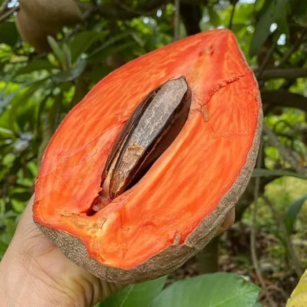 Thai_Mamey_Sapota_Chiku_(Sapodilla)_Grafted_Dwarf_Hybrid__Plant_–_2–3_ft_Tall,_All‑Season_Fruit_Tree_for_Balcony_&_Container_(Pack_of_1)