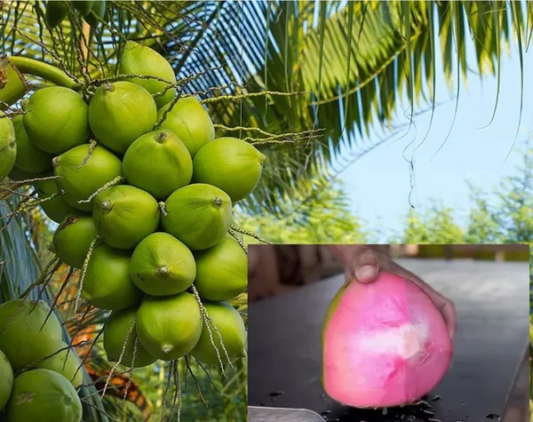 Thai_Pink_Coconut_Tree_(Plant_height_1.5-2.5_Feet)_dwarf_coconut_plant_hybrid_Fruit_After_2-3_Year_Hybrid_1