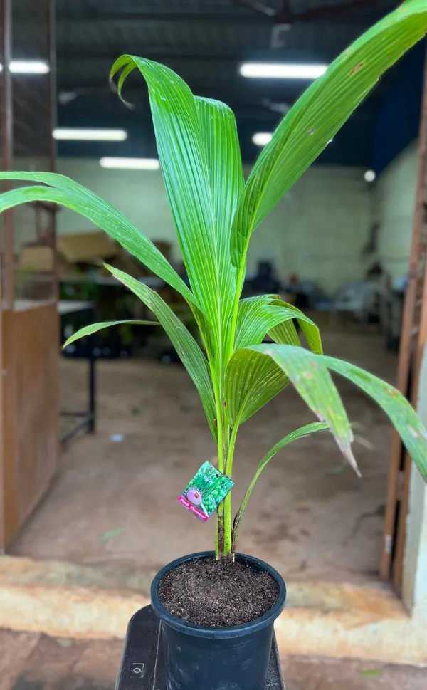 Thai_Pink_Coconut_Tree_(Plant_height_1.5-2.5_Feet)_dwarf_coconut_plant_hybrid_Fruit_After_2-3_Year_Hybrid_1