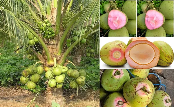 Thai_Pink_Coconut_Tree_(Plant_height_1.5-2.5_Feet)_dwarf_coconut_plant_hybrid_Fruit_After_2-3_Year_Hybrid_1
