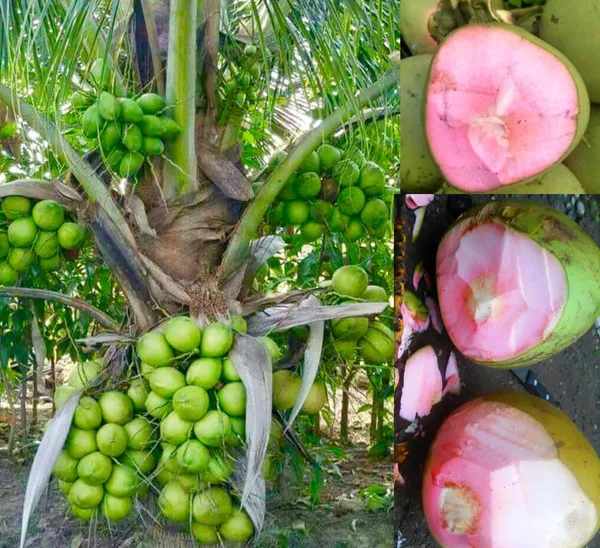 Thai_Pink_Coconut_Tree_(Plant_height_1.5-2.5_Feet)_dwarf_coconut_plant_hybrid_Fruit_After_2-3_Year_Hybrid_1