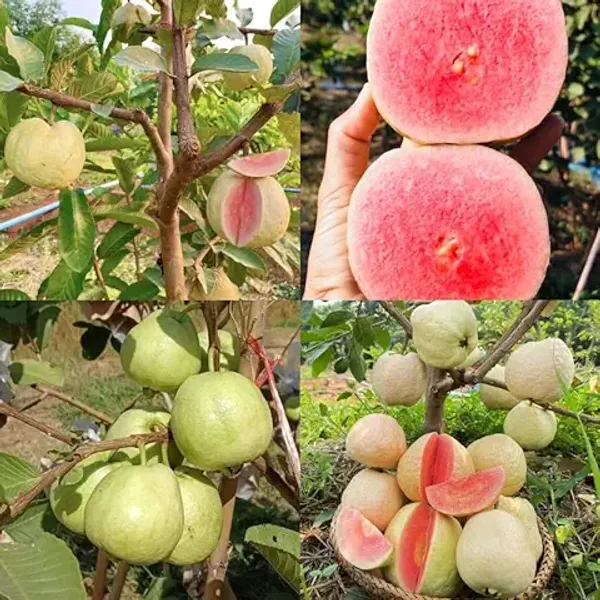 Organic_Thai_Red_Dimond_Guava_Fruit_Plants_Easy_To_Grow_Dwarf_Variety_Ideal_For_Indoor_&_Outdoor_Gardens_Fast_Fruit_Bearing_Sweet_&_Nutritious_Guavas