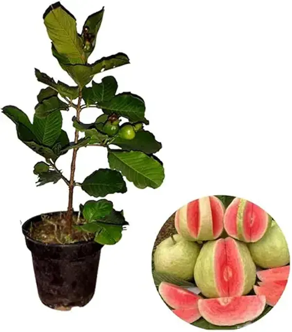 Organic_Thai_Red_Dimond_Guava_Fruit_Plants_Easy_To_Grow_Dwarf_Variety_Ideal_For_Indoor_&_Outdoor_Gardens_Fast_Fruit_Bearing_Sweet_&_Nutritious_Guavas
